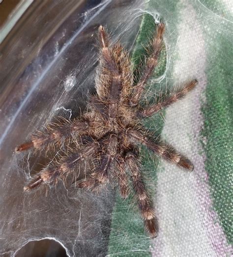 pinchers and pokies|Poecilotheria.